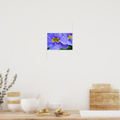 Streptocarpus Speicies Blue Flowers Poster (Keuken)