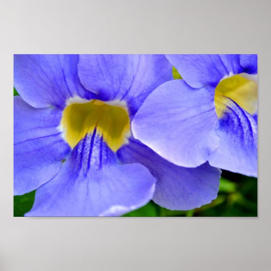 Streptocarpus Speicies Blue Flowers Poster (Voorkant)