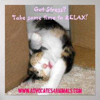 Stress? CUTE KITTEN POSTER