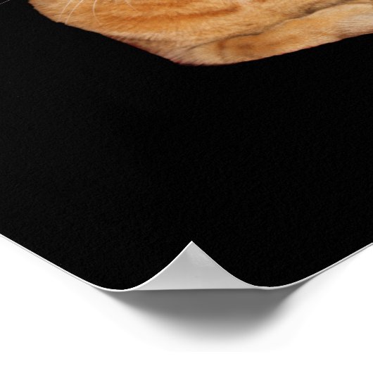 Stress Meowt niet - Oranje kat zet me uit Poster (Hoek)