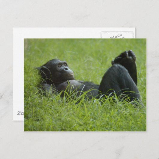 Stressverlichting Briefkaart (Voorkant / Achterkant)