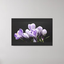 Stretted Wall Canvas