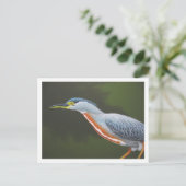 Striated Heron Briefkaart (Staand voorkant)