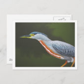 Striated Heron Briefkaart (Voorkant / Achterkant)