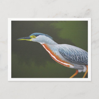 Striated Heron Briefkaart