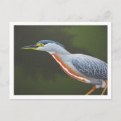 Striated Heron Briefkaart (Voorkant)