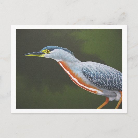 Striated Heron Briefkaart (Voorkant)