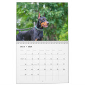 Strictly Dobermans Calendar 2026 Kalender (Mar 2026)