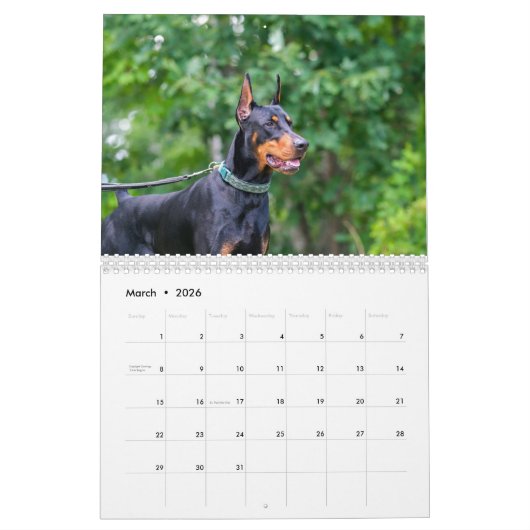 Strictly Dobermans Calendar 2026 Kalender (Mar 2026)