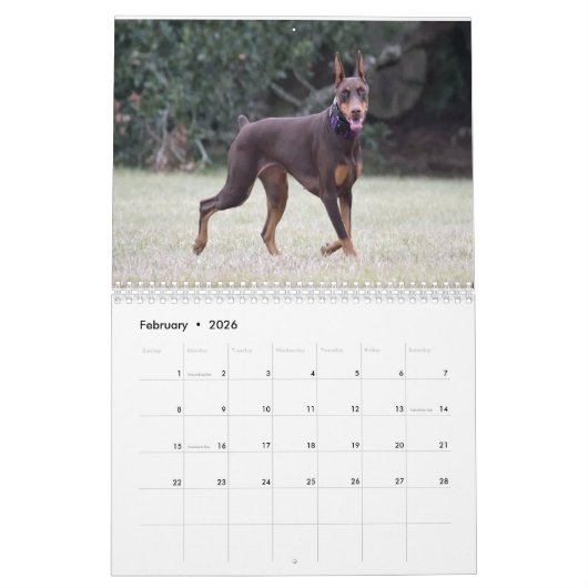 Strictly Dobermans Calendar 2026 Kalender (Feb 2026)