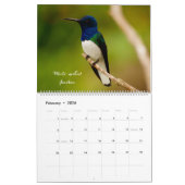 Strijdvogels in Colombia Kalender (Feb 2026)