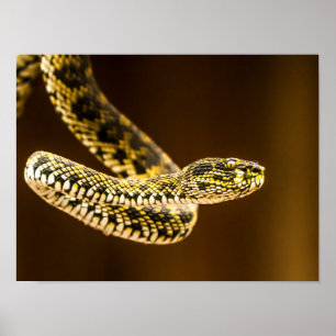 Strikend Geel en Zwart Patroon Adder Slang Poster
