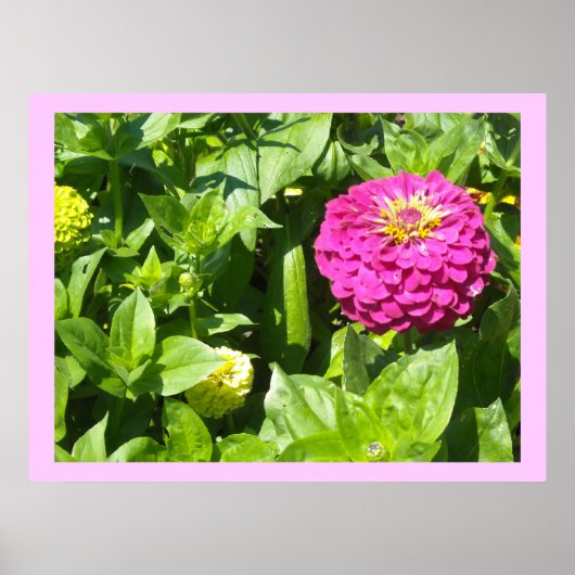 Strikende Roze Zinnia Poster (Voorkant)