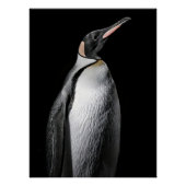  Striking High Contrast Emperor Penguin Fine Art  Perfect Poster (Voorkant)