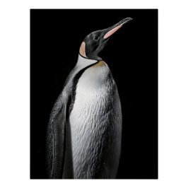  Striking High Contrast Emperor Penguin Fine Art  Perfect Poster