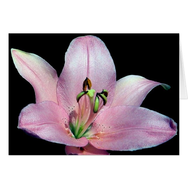 Striking Tiger Lily (Voorkant Horizontaal)