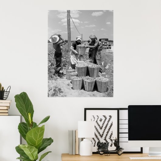 String Bean Pickers in Maryland: 1937 Poster (Thuiskantoor)