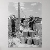 String Bean Pickers in Maryland: 1937 Poster (Voorkant)