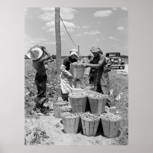 String Bean Pickers in Maryland: 1937 Poster (Voorkant)