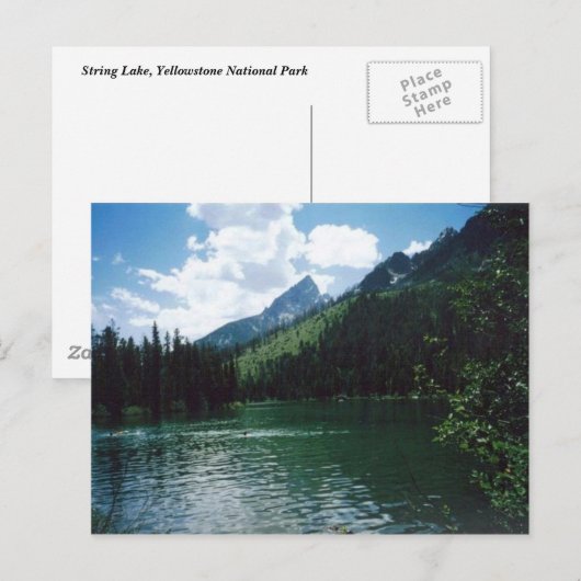 String Lake- Yellowstone Briefkaart (Voorkant / Achterkant)