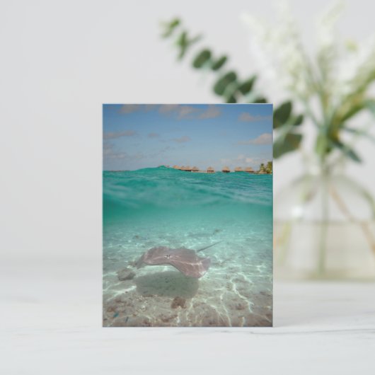 Stringray onderwater Bora Bora Briefkaart (Staand voorkant)