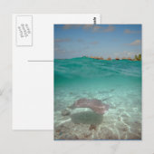 Stringray onderwater Bora Bora Briefkaart (Voorkant / Achterkant)