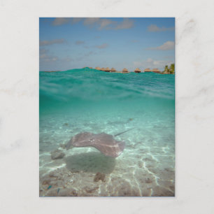 Stringray onderwater Bora Bora Briefkaart
