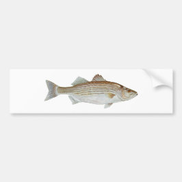 Striped Bass Art Bumpersticker