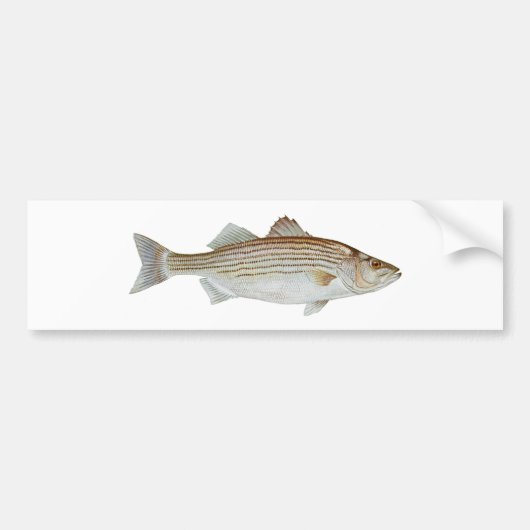 Striped Bass Art Bumpersticker (Voorkant)
