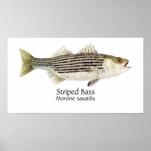Striped Bass Art Poster (Voorkant)