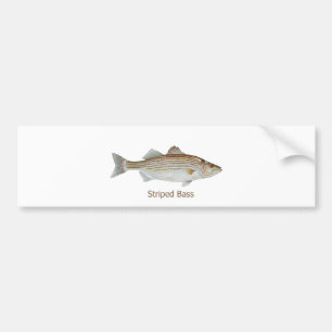 Striped Bass Art (titel) Bumpersticker