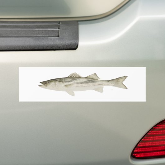 Striped Bass Bumpersticker (Op auto)