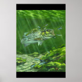 "Striped Bass on the Rocks" Poster (Voorkant)