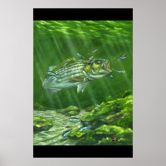 "Striped Bass on the Rocks" Poster (Voorkant)