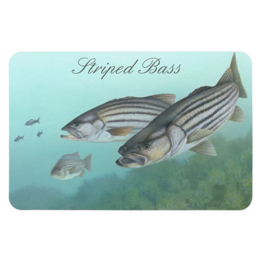 Striped Bass Painting Magnet Magneet (Horizontaal)