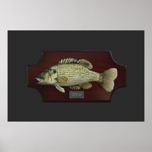Striped Bass Trophy Plaque Poster (Voorkant)