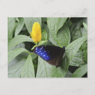 Striped Blue Crow (Euploea mulciber) op blad, Briefkaart