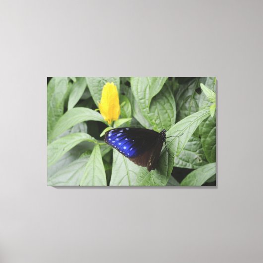 Striped Blue Crow (Euploea mulciber) op blad, Canvas Afdruk (Voorkant)