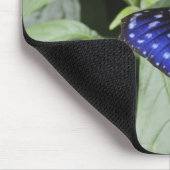 Striped Blue Crow (Euploea mulciber) op blad, Muismat (Hoek)