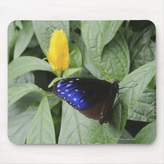 Striped Blue Crow (Euploea mulciber) op blad, Muismat (Voorkant)