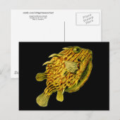 Striped Cowfish Ernst Haeckel Fine Art Briefkaart (Voorkant / Achterkant)