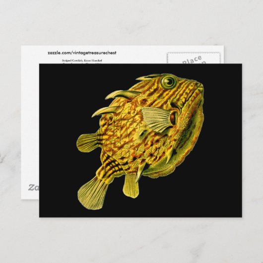 Striped Cowfish Ernst Haeckel Fine Art Briefkaart (Voorkant / Achterkant)