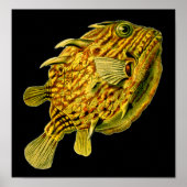Striped Cowfish Ernst Haeckel Fine Art Poster (Voorkant)