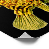 Striped Cowfish Ernst Haeckel Fine Art Poster (Hoek)