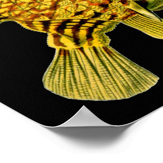 Striped Cowfish Ernst Haeckel Fine Art Poster (Hoek)