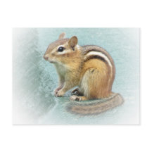 Striped Cutie - Chipmunk