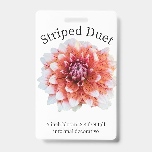 Striped Duet Dahlia ID Badge (Voorzijde)