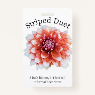 Striped Duet Dahlia ID Badge