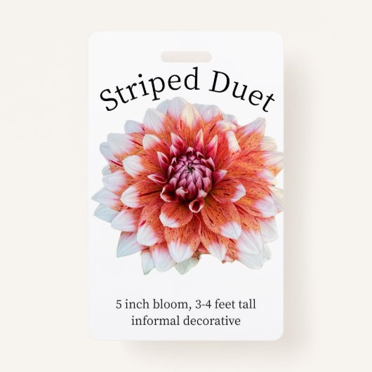 Striped Duet Dahlia ID Badge (Voorkant)