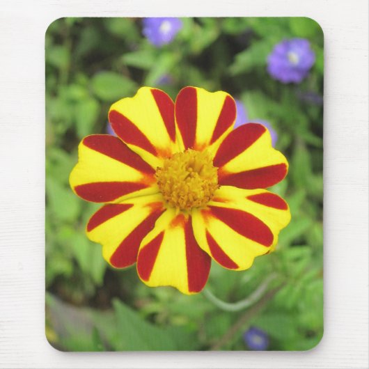 Striped French Marigold Photo Mousepad Muismat (Voorkant)